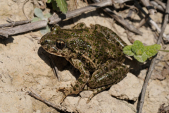 Pelodytes-punctatus