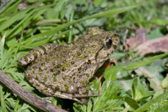 Sapo-moteado-3