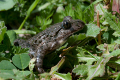 Sapo-moteado-5